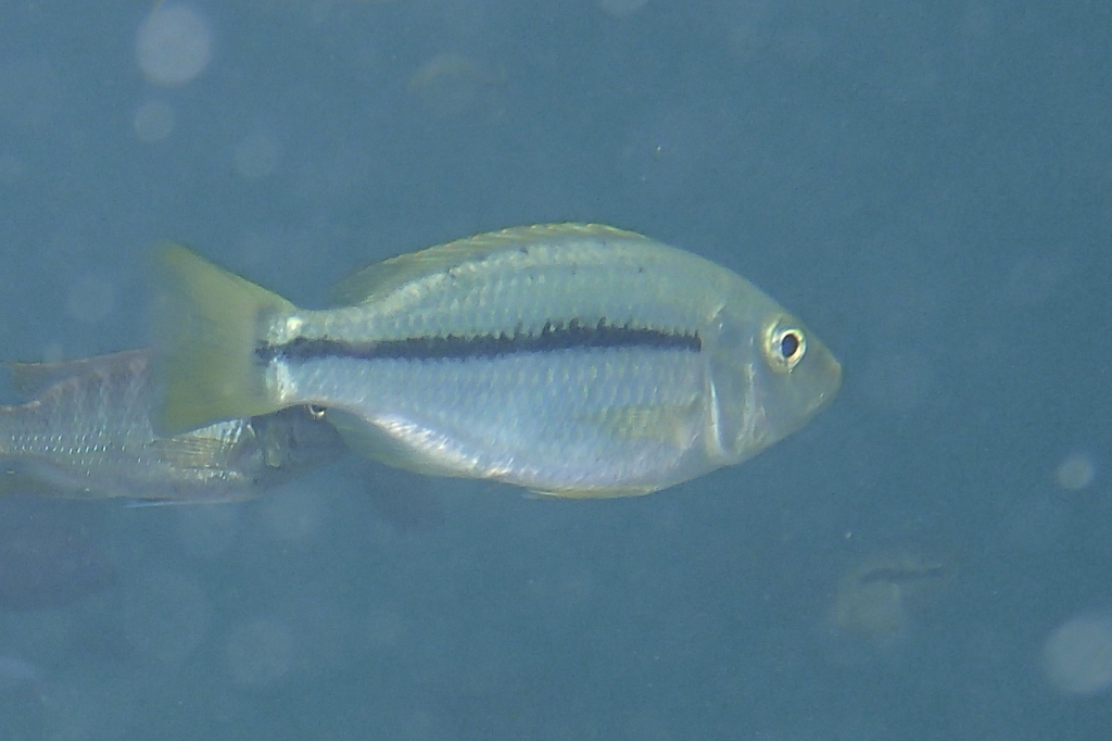 Kiwinga Hap