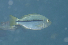 Dimidiochromis kiwinge