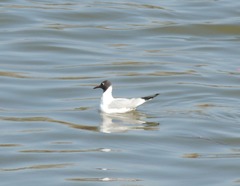 Chroicocephalus ridibundus