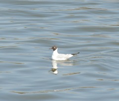Chroicocephalus ridibundus