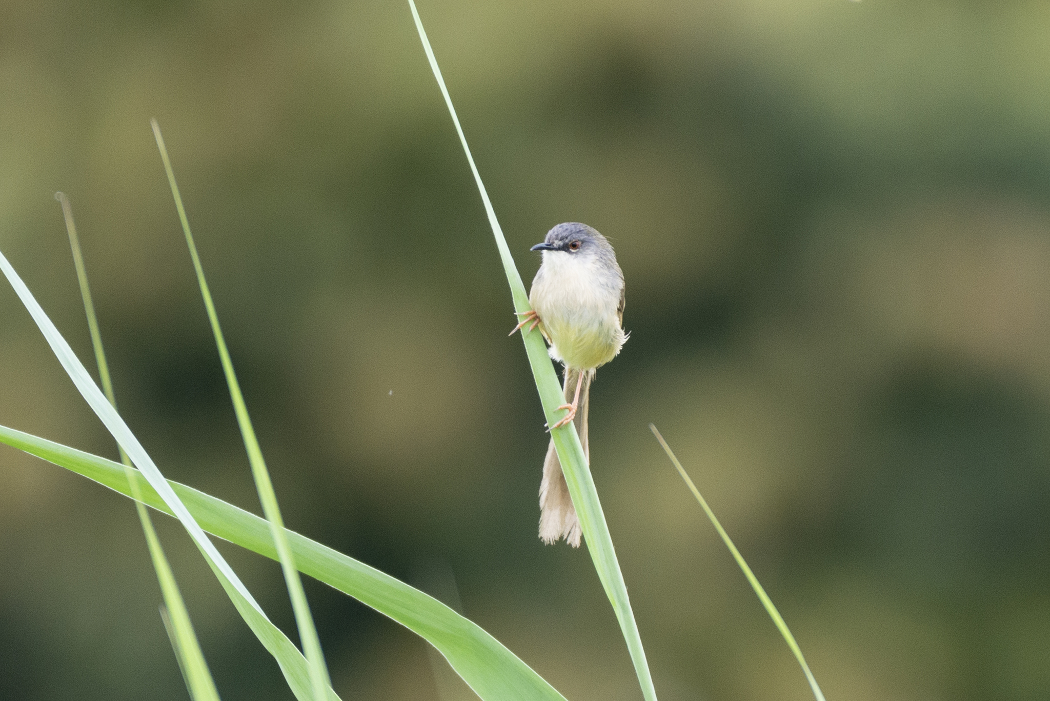 Yellow-bellied Prinia