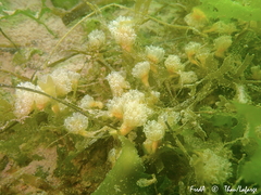 Aplidium turbinatum