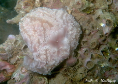 Aplidium nordmanni