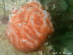 Aplidium nordmanni
