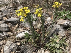 Alyssoides utriculata