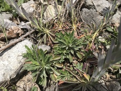 Alyssoides utriculata