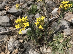 Alyssoides utriculata