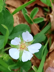 Potentilla montana