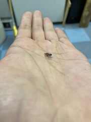 Phasgonophora sulcata