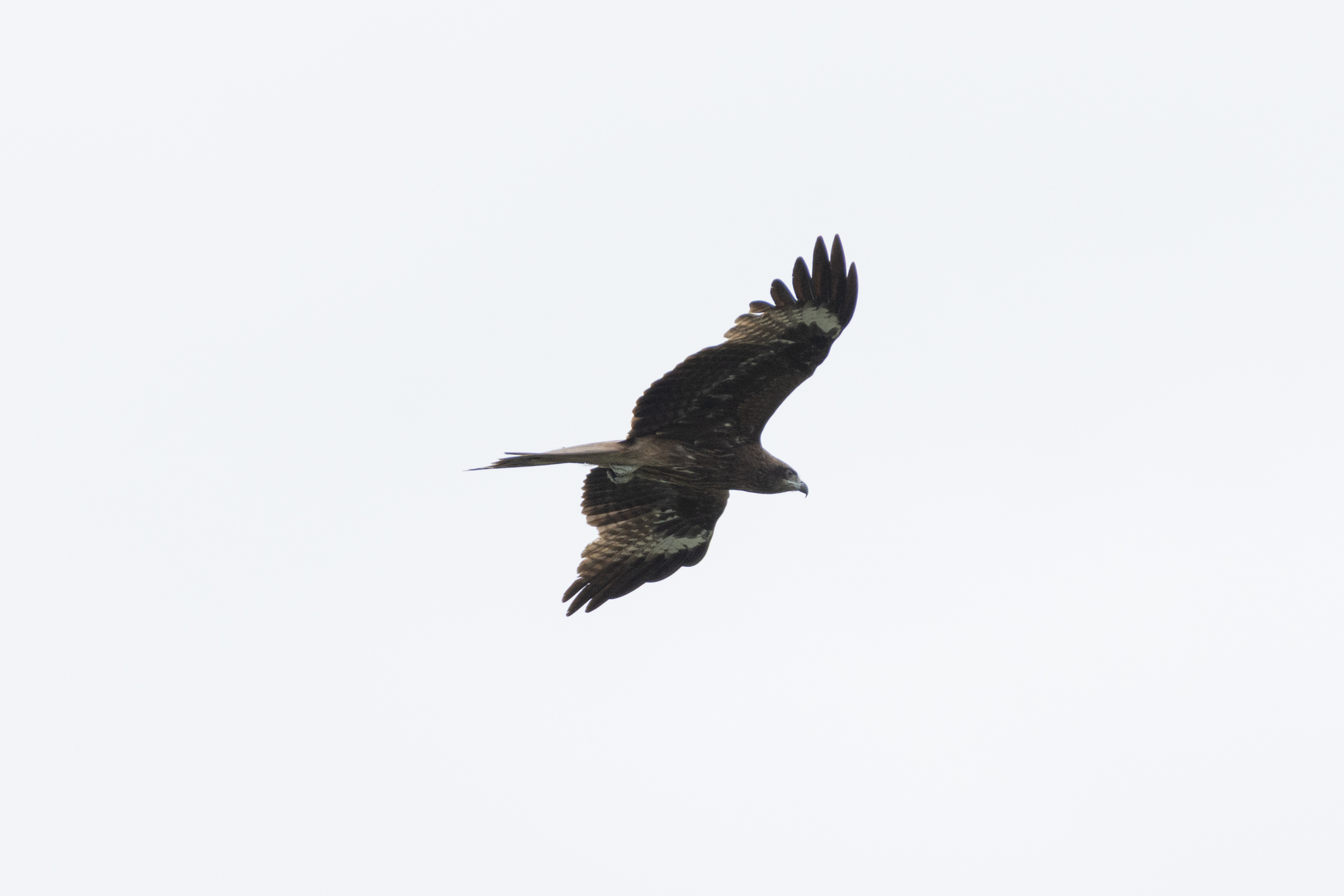 Black Kite