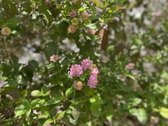 Magnoliopsida