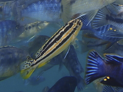 Melanochromis auratus