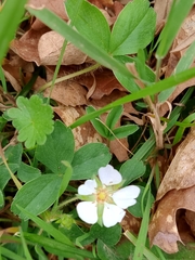 Potentilla montana