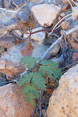 Cymopterus rosei