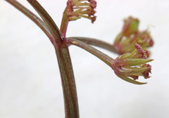 Cymopterus rosei