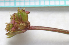 Cymopterus rosei