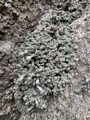 Castroviejoa frigida
