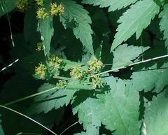 Angelica triquinata