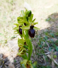 Ophrys exaltata