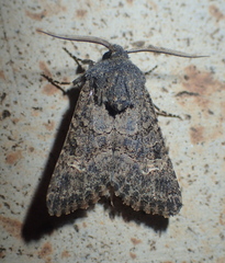 Aporophyla chioleuca