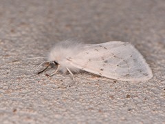 Spilosoma dubia