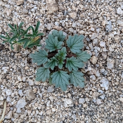 Phacelia nashiana