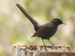 Cercotrichas podobe