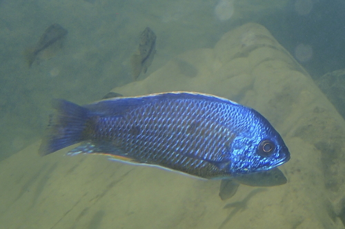 Haplochromis borleyi redfin (Copadichromis borleyi) — Cichlidae — 4
