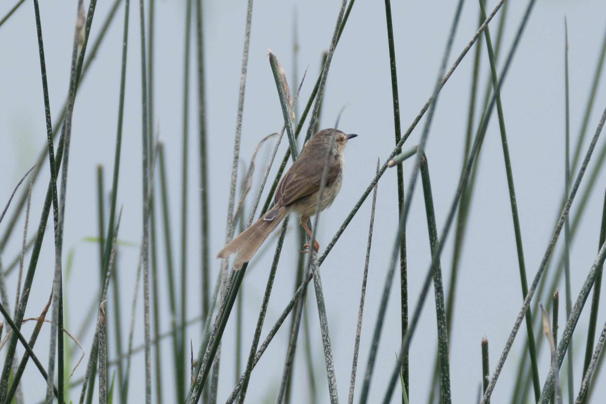 Plain Prinia