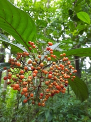 Psychotria grandis