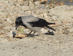 Corvus cornix