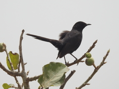 Cercotrichas podobe
