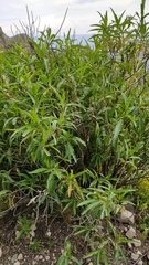 Baccharis densiflora