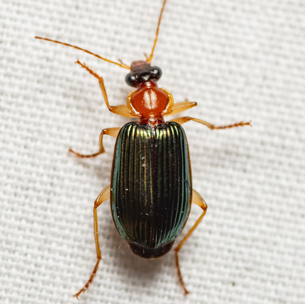 Lebia tricolor