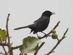 Cercotrichas podobe