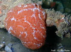 Aplidium nordmanni