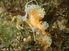 Aplidium turbinatum