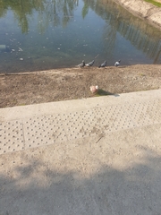Columba livia domestica