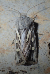 Eucoptocnemis optabilis