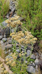 Achyrocline saturejoides