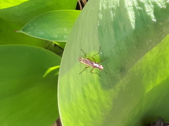 Norellia