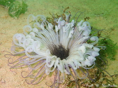 Pachycerianthus solitarius