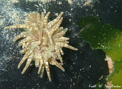 Paranemonia cinerea