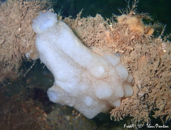 Phallusia mammillata