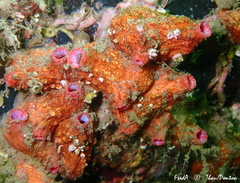 Pyura dura