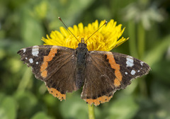Vanessa atalanta