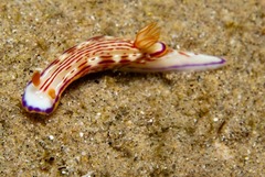 Hypselodoris fucata