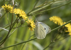 Pieris brassicae