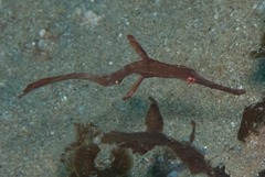 Solenostomus cyanopterus