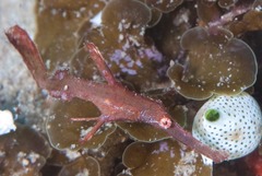 Solenostomus cyanopterus